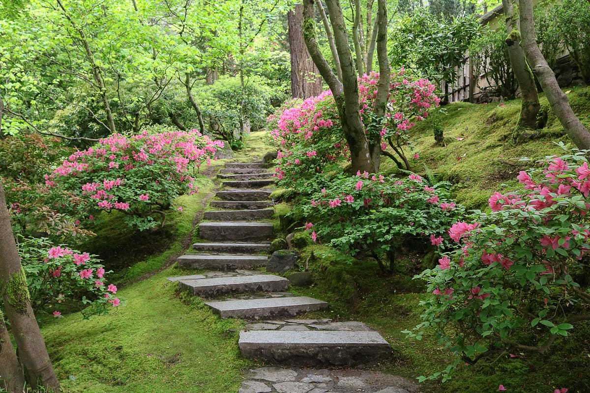 Azaleas-in-the-natural-garden.-Photo-by-Julia-Taylor